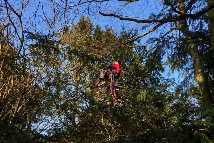 Tree climber on harness and ropes high in tree canopy working on Tree Top Trail Walkway