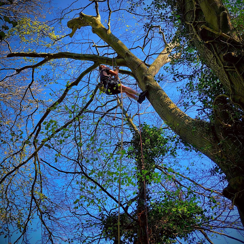 Man suspended from high tree tying safety ropes for tree house
