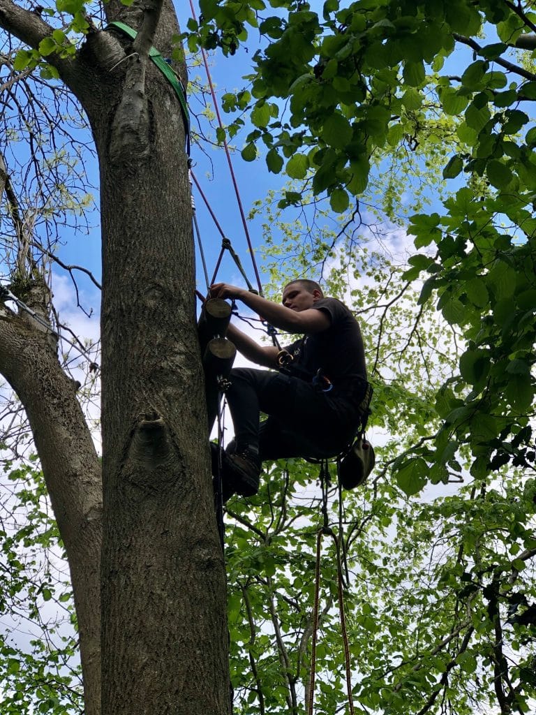 A man hanging a long rope ladder while suspended by ropes on a high tree.