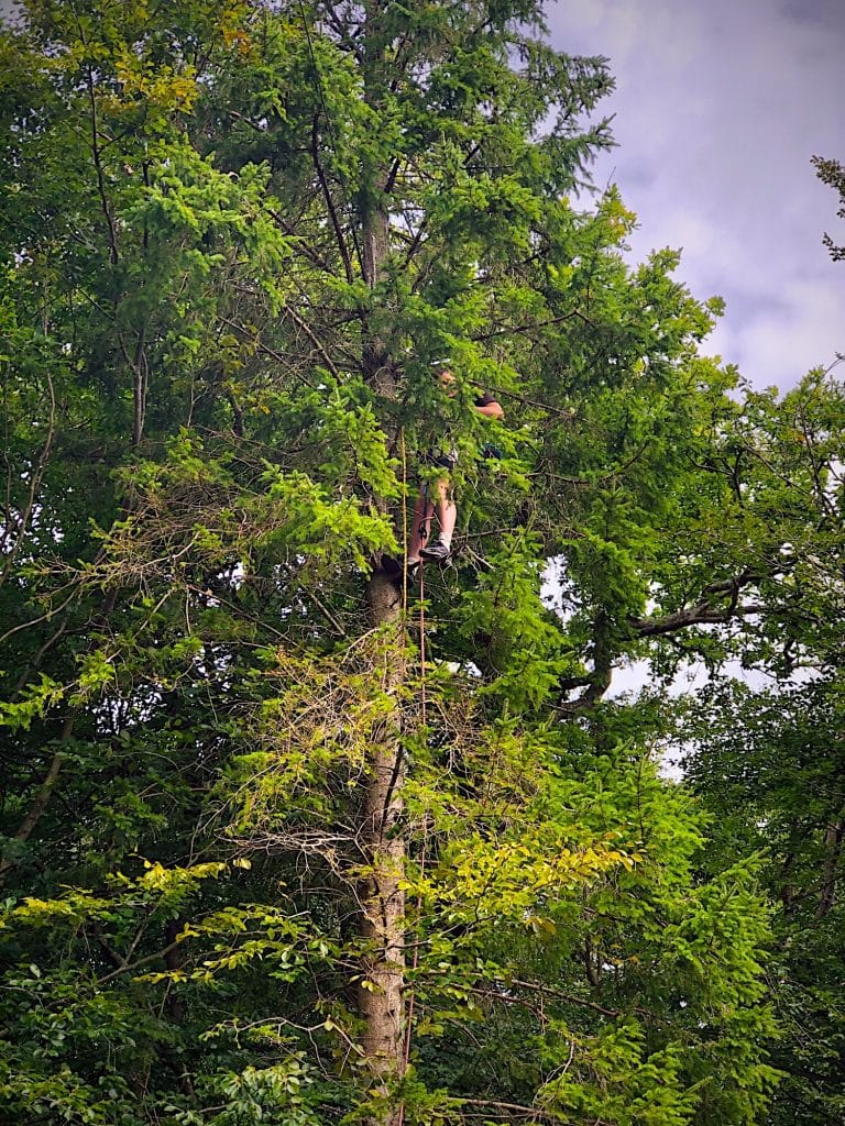 A man at the top of a very large and high tree who is suspending ropes for an aerial playground