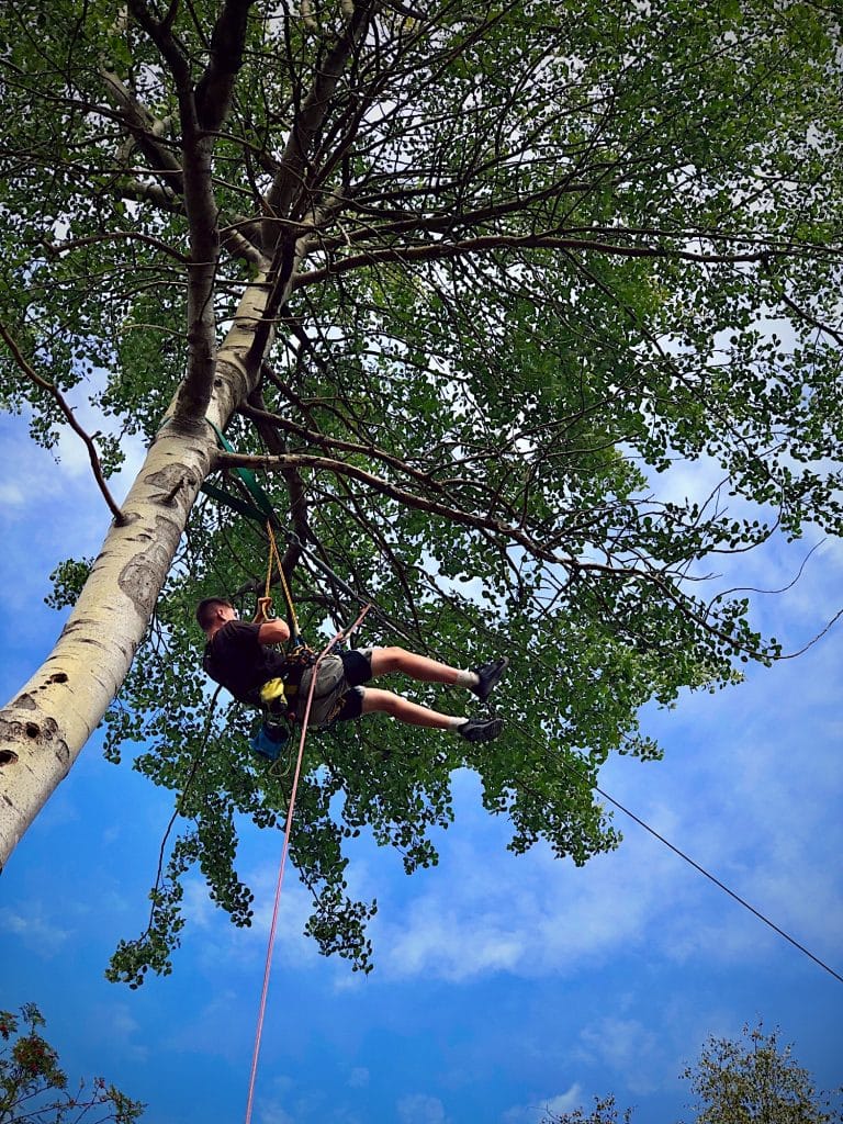 A man suspended by rope and climbing equipment at the midway point of a large tall tree while working on an aerial park installation in the UK.